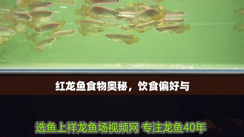 紅龍魚食物奧秘，飲食偏好與