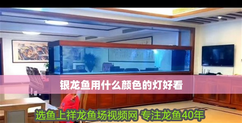 銀龍魚用什么顏色的燈好看