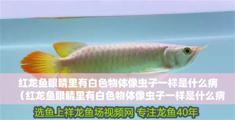 紅龍魚眼睛里有白色物體像蟲子一樣是什么病（紅龍魚眼睛里有白色物體像蟲子一樣是什么病）