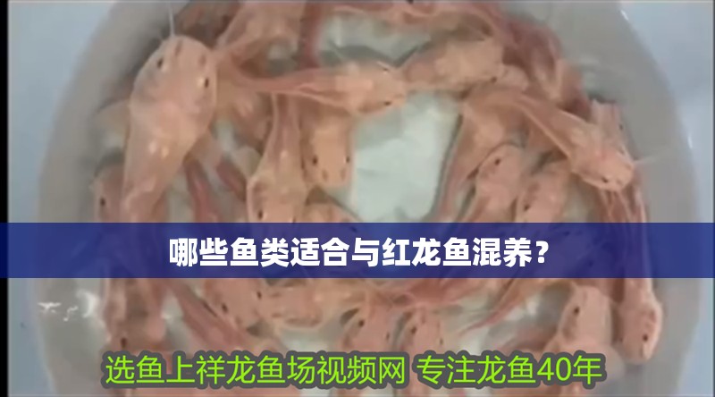 哪些魚類適合與紅龍魚混養？