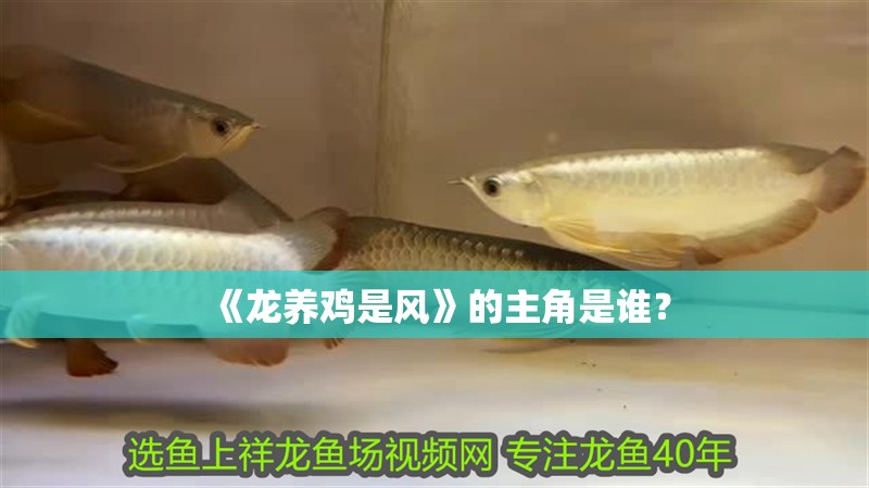 《龍養(yǎng)雞是風(fēng)》的主角是誰(shuí)？ 《龍養(yǎng)雞是風(fēng)》的主角是誰(shuí)？ 龍魚(yú)百科
