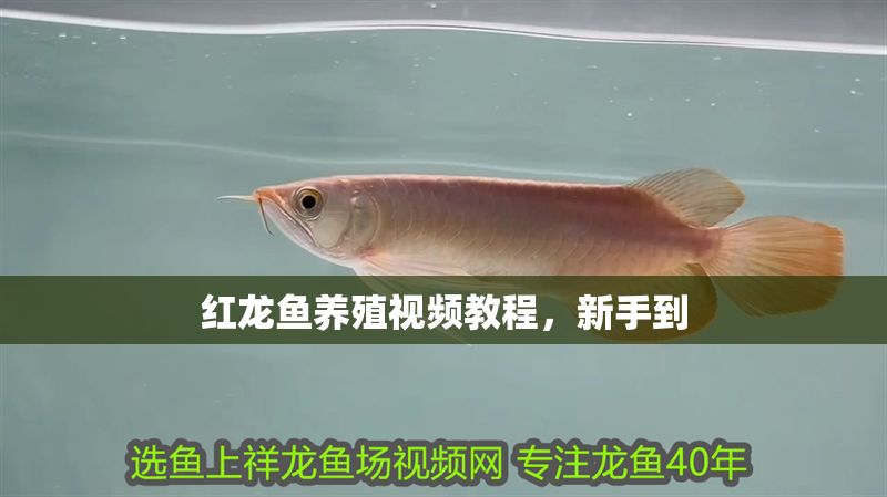 紅龍魚養殖視頻教程，新手到
