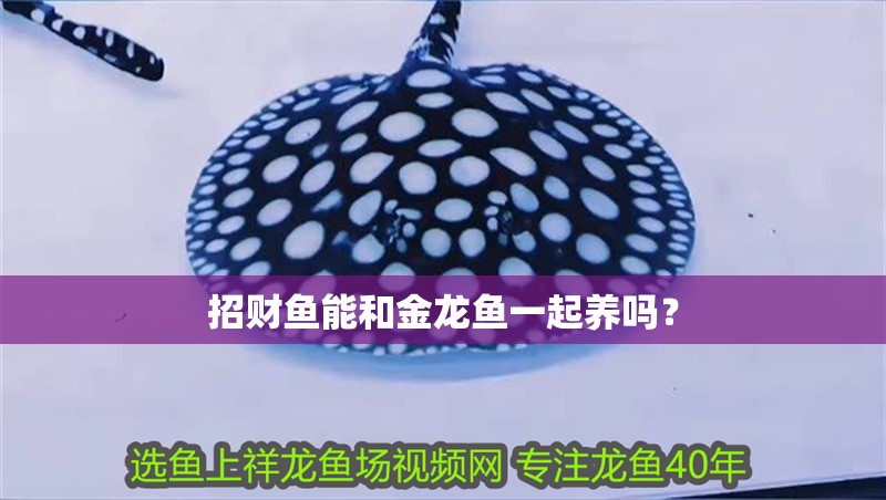 招財魚能和金龍魚一起養嗎？