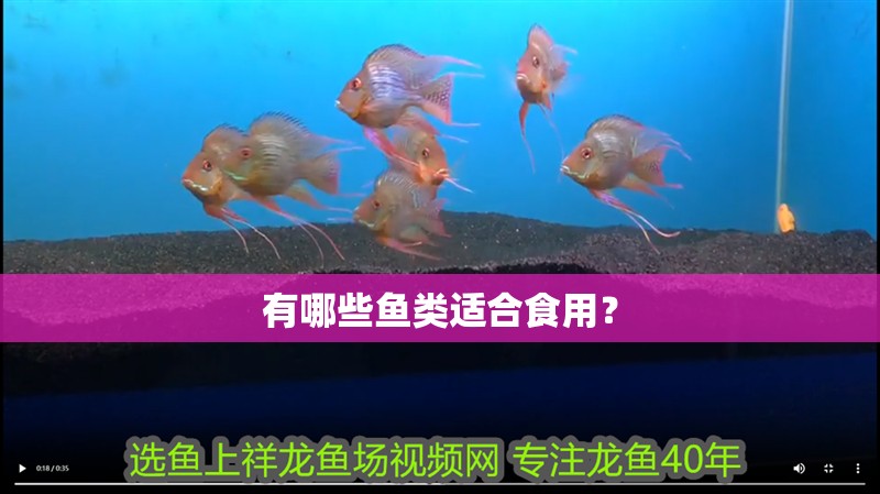 龍魚擺件寓意什么意思：龍魚擺件的價(jià)格范圍