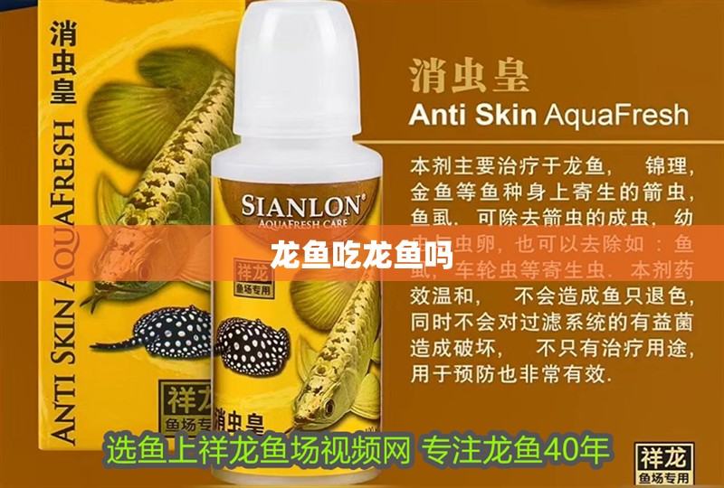 龍魚吃龍魚嗎 龍魚吃龍魚嗎 龍魚百科