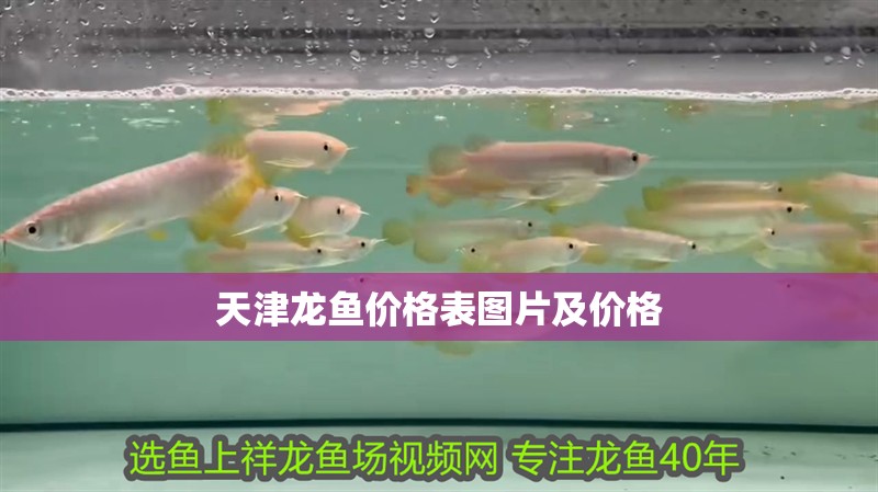 天津龍魚價格表圖片及價格