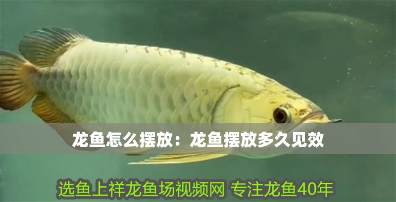 龍魚怎么擺放：龍魚擺放多久見效