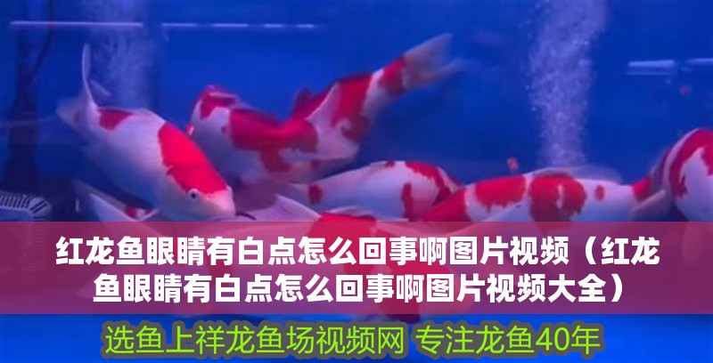 紅龍魚眼睛有白點怎么回事啊圖片視頻（紅龍魚眼睛有白點怎么回事啊圖片視頻大全）