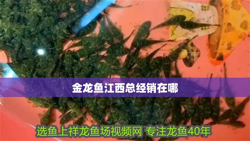 金龍魚江西總經銷在哪 金龍魚江西總經銷在哪 龍魚百科