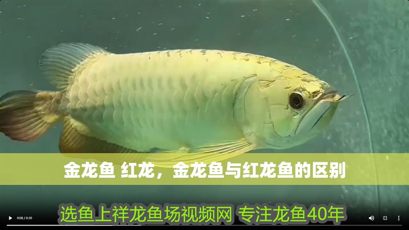 金龍魚 紅龍,金龍魚與紅龍魚的區(qū)別 龍魚百科 第1張 金龍魚 紅龍,金龍魚與紅龍魚的區(qū)別 金龍魚 紅龍,金龍魚與紅龍魚的區(qū)別 龍魚百科 第1張