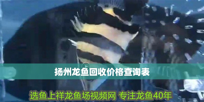 揚州龍魚回收價格查詢表 揚州龍魚回收價格查詢表 龍魚百科