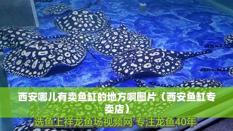 西安哪兒有賣魚缸的地方啊圖片（西安魚缸專賣店）