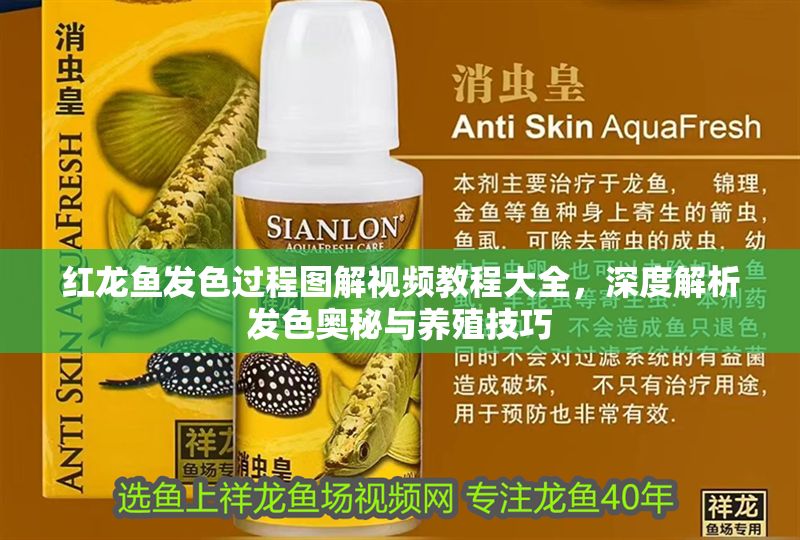 紅龍魚發色過程圖解視頻教程大全，深度解析發色奧秘與養殖技巧