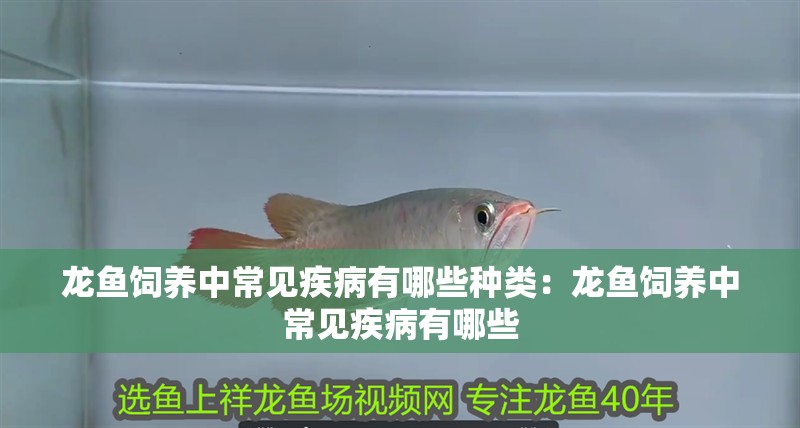 龍魚飼養(yǎng)中常見(jiàn)疾病有哪些種類：龍魚飼養(yǎng)中常見(jiàn)疾病有哪些