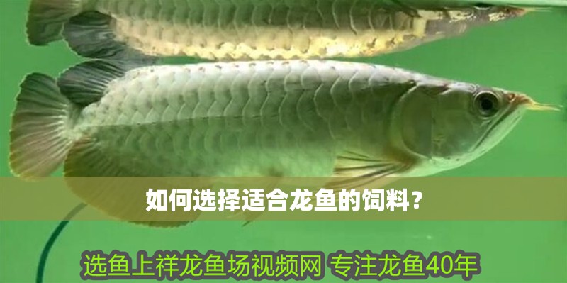 如何選擇適合龍魚的飼料？