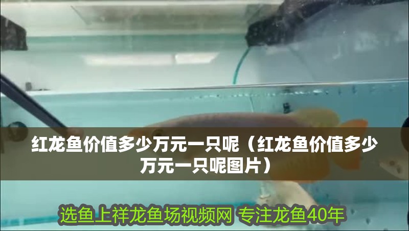 紅龍魚(yú)價(jià)值多少萬(wàn)元一只呢（紅龍魚(yú)價(jià)值多少萬(wàn)元一只呢圖片）