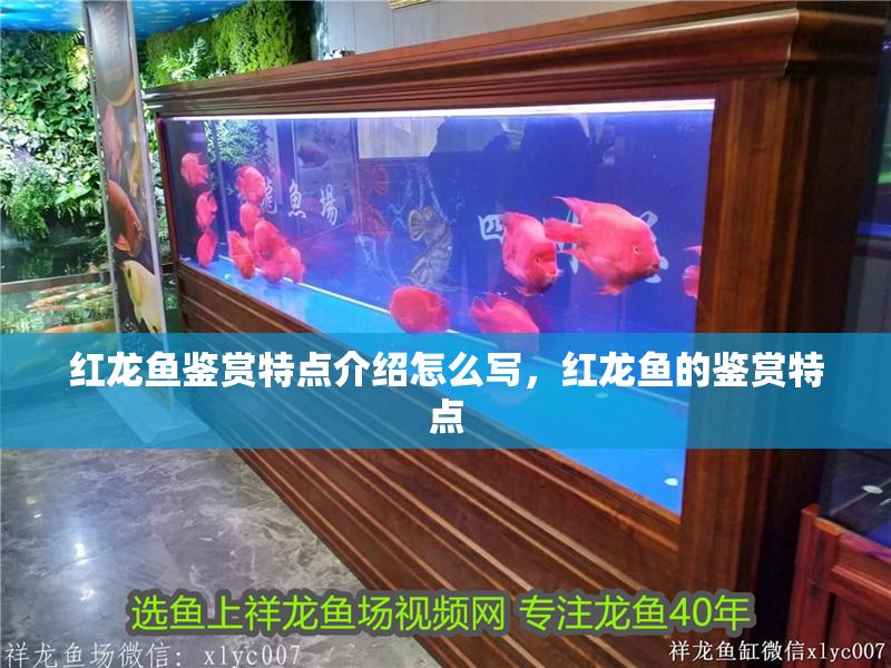 紅龍魚鑒賞特點介紹怎么寫，紅龍魚的鑒賞特點