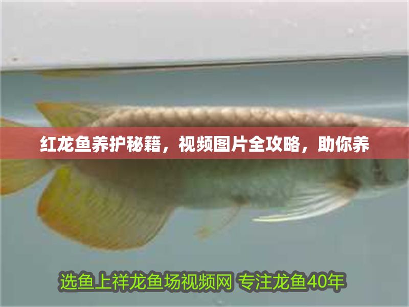 紅龍魚養護秘籍，視頻圖片全攻略，助你養