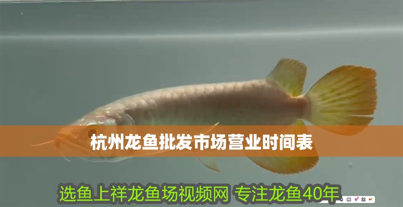 杭州龍魚批發市場營業時間表
