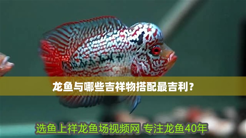 龍魚與哪些吉祥物搭配最吉利？