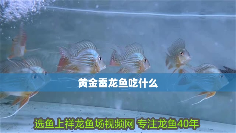 黃金雷龍魚吃什么