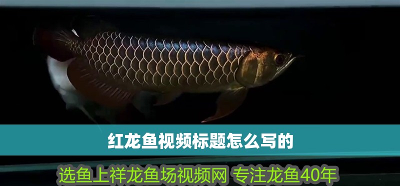 紅龍魚視頻標題怎么寫的