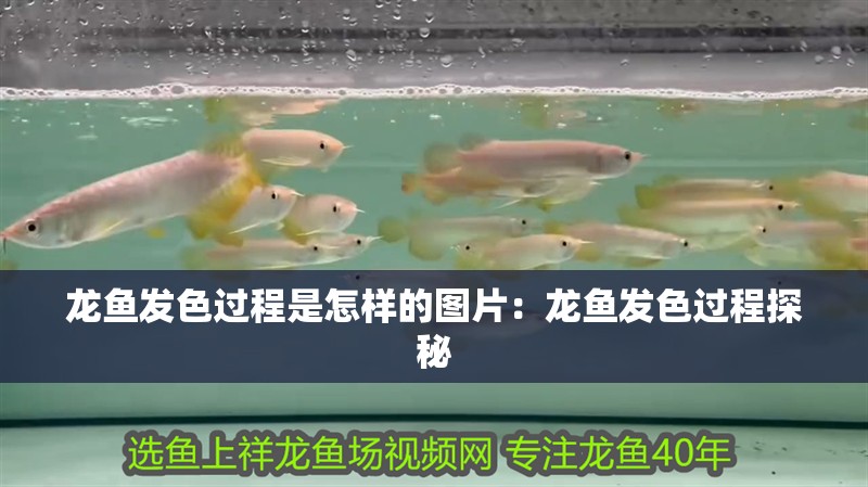 龍魚發色過程是怎樣的圖片：龍魚發色過程探秘