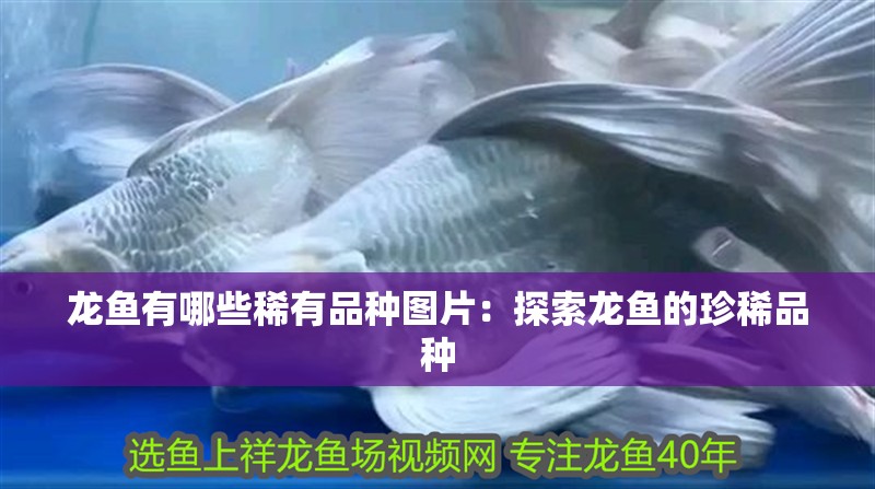 龍魚有哪些稀有品種圖片：探索龍魚的珍稀品種