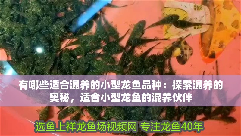 有哪些適合混養的小型龍魚品種：探索混養的奧秘，適合小型龍魚的混養伙伴