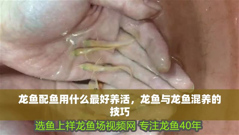 龍魚配魚用什么最好養(yǎng)活，龍魚與龍魚混養(yǎng)的技巧
