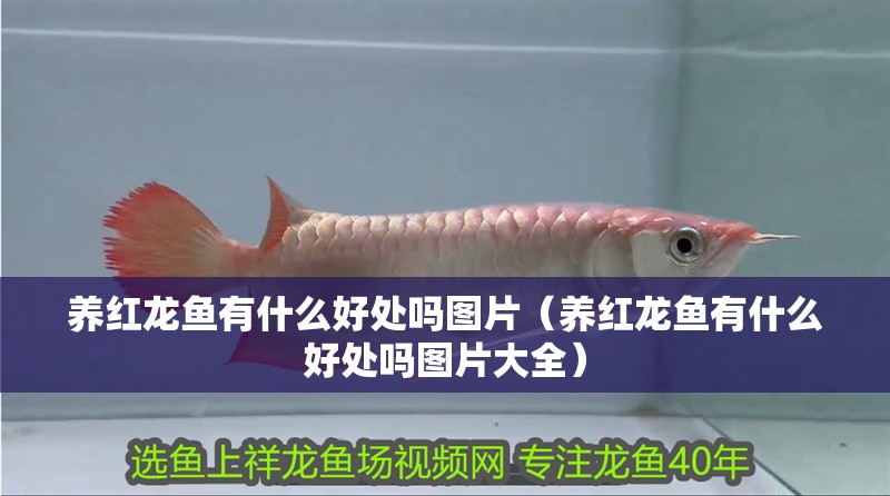 養紅龍魚有什么好處嗎圖片（養紅龍魚有什么好處嗎圖片大全）