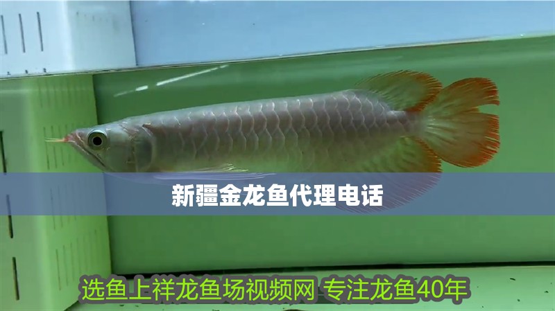 <strong><mark>新疆</mark></strong>金龍魚(yú)代理電話