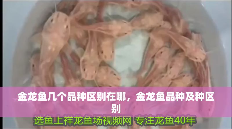 金龍魚幾個品種區(qū)別在哪，金龍魚品種及種區(qū)別