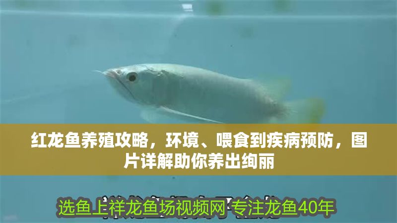 紅龍魚養殖攻略，環境、喂食到疾病預防，圖片詳解助你養出絢麗