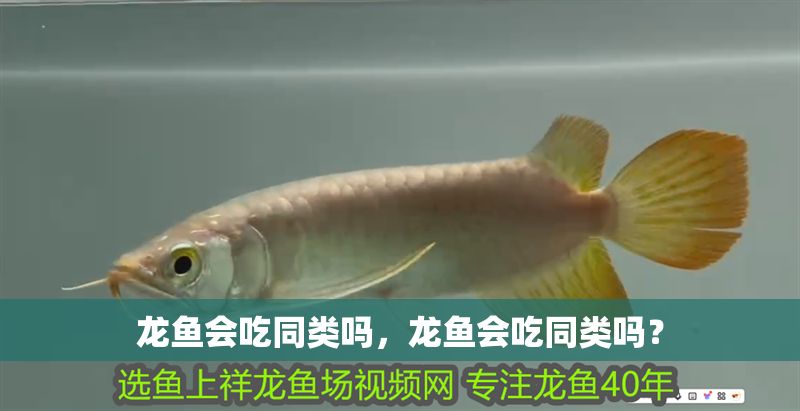 龍魚會吃同類嗎，龍魚會吃同類嗎？