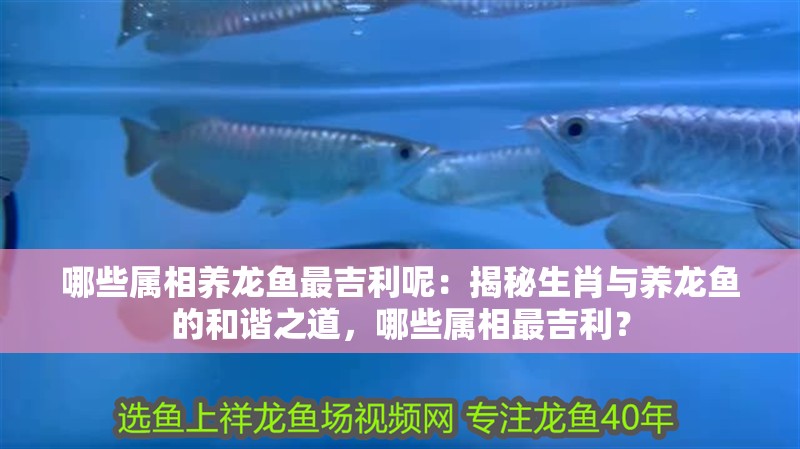 哪些屬相養(yǎng)龍魚最吉利呢：揭秘生肖與養(yǎng)龍魚的和諧之道，哪些屬相最吉利？