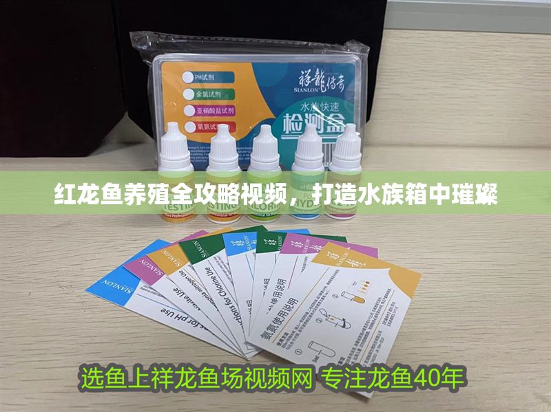 紅龍魚養殖全攻略視頻，打造水族箱中璀璨