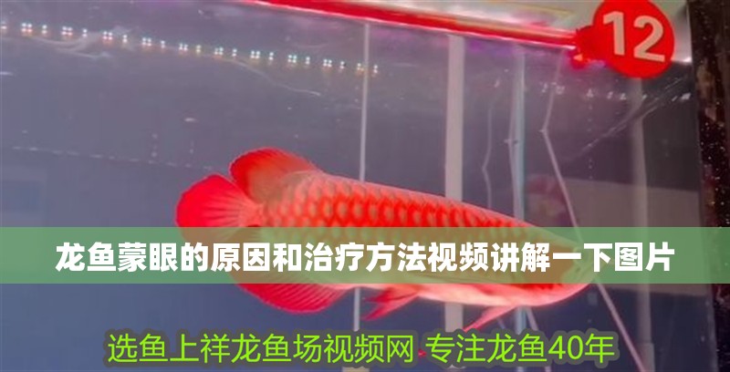 龍魚蒙眼的原因和治療方法視頻講解一下圖片
