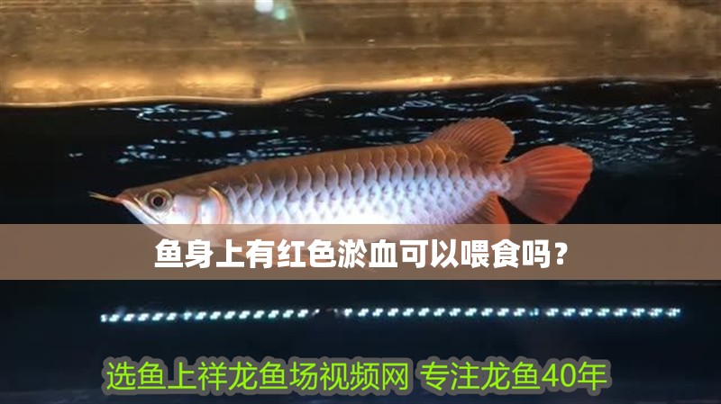 魚身上有紅色淤血可以喂食嗎？ 魚身上有紅色淤血可以喂食嗎？ 龍魚百科