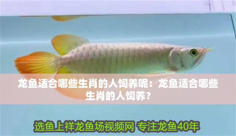 龍魚適合哪些生肖的人飼養(yǎng)呢：龍魚適合哪些生肖的人飼養(yǎng)？