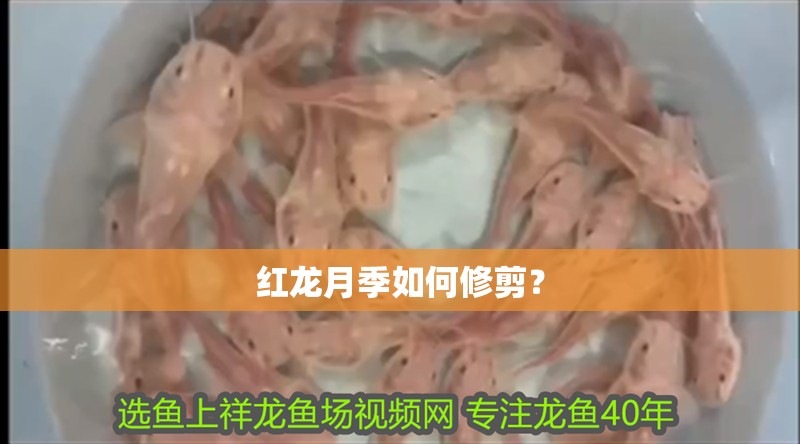 紅龍月季如何修剪？