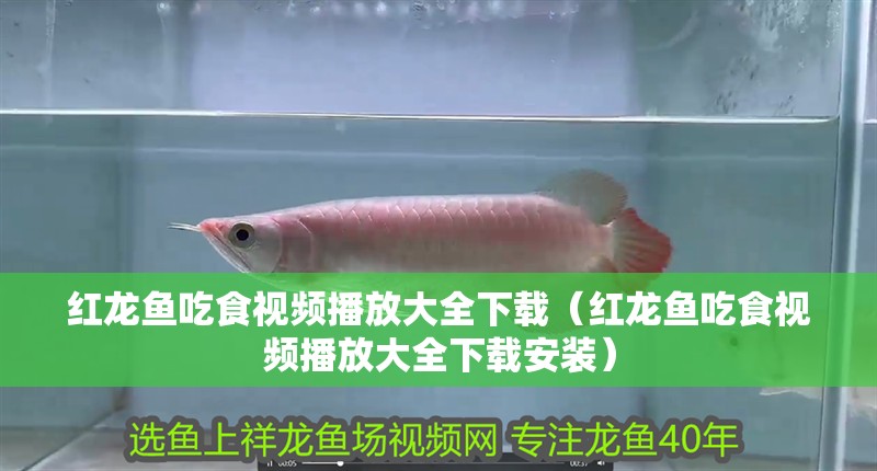 紅龍魚吃食視頻播放大全下載（紅龍魚吃食視頻播放大全下載安裝）