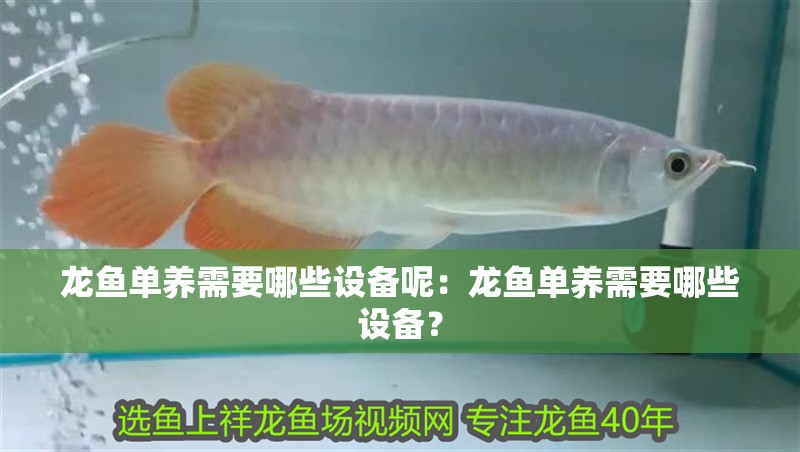 龍魚單養需要哪些設備呢：龍魚單養需要哪些設備？ 龍魚單養需要哪些設備呢：龍魚單養需要哪些設備？ 水族問答