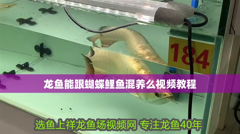 龍魚能跟蝴蝶鯉魚混養(yǎng)么視頻教程