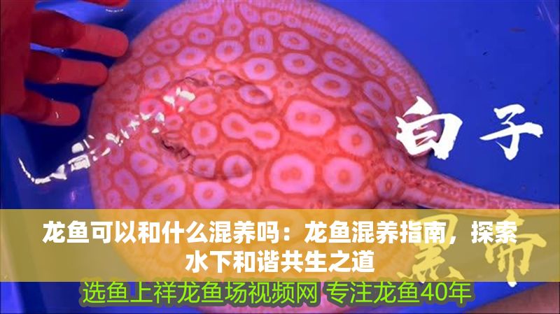 龍魚可以和什么混養嗎：龍魚混養指南，探索水下和諧共生之道