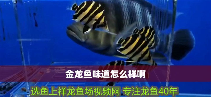 金龍魚味道怎么樣啊