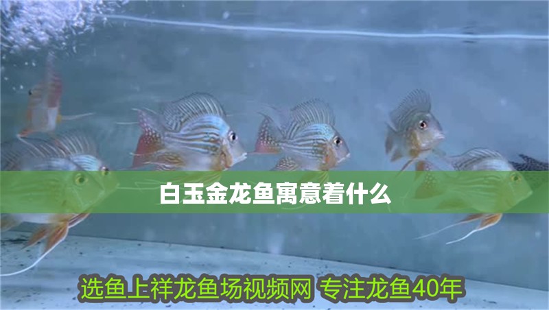 白玉金龍魚寓意著什么 白玉金龍魚寓意著什么 龍魚百科