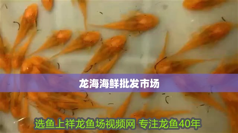 龍海海鮮批發市場 龍海海鮮批發市場 龍魚百科