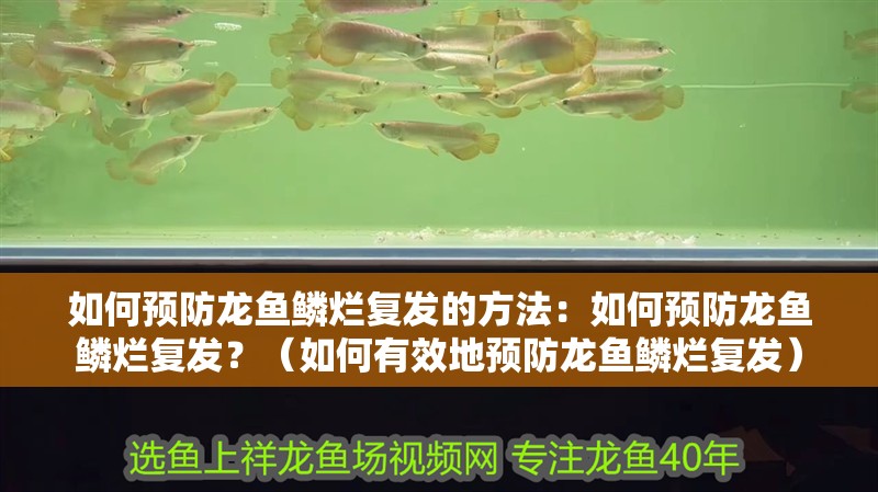 如何預防龍魚鱗爛復發的方法：如何預防龍魚鱗爛復發？（如何有效地預防龍魚鱗爛復發）
