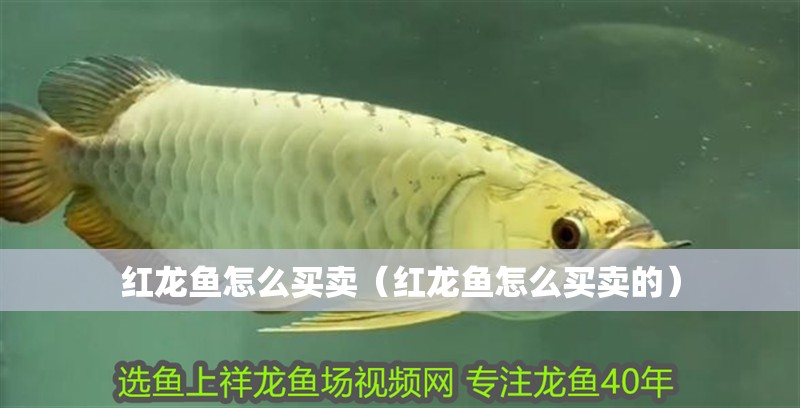 魚(yú)缸過(guò)濾器選購(gòu)指南:自制魚(yú)缸過(guò)濾器魚(yú)缸上置過(guò)濾器對(duì)于養(yǎng)魚(yú)愛(ài)好者的必備知識(shí) 紅龍魚(yú)怎么買賣(紅龍魚(yú)怎么買賣的) 龍魚(yú)百科 紅龍魚(yú)怎么買賣(紅龍魚(yú)怎么買賣的) 紅龍魚(yú)怎么買賣(紅龍魚(yú)怎么買賣的) 龍魚(yú)百科